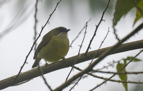 Mindanao Heleia (Heleia goodfellowi), photo 6