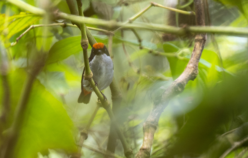 Flame-crowned Flowerpecker (Dicaeum kampalili)