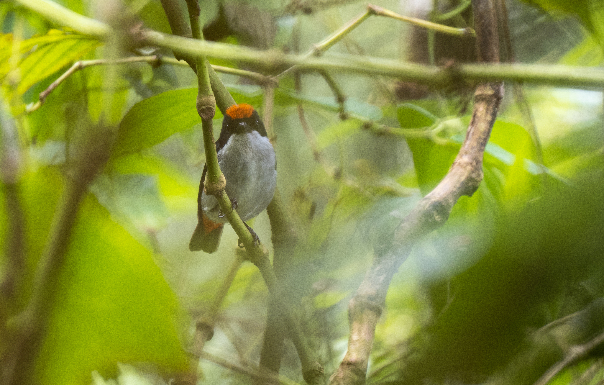 Flame-crowned Flowerpecker (Dicaeum kampalili), photo 1