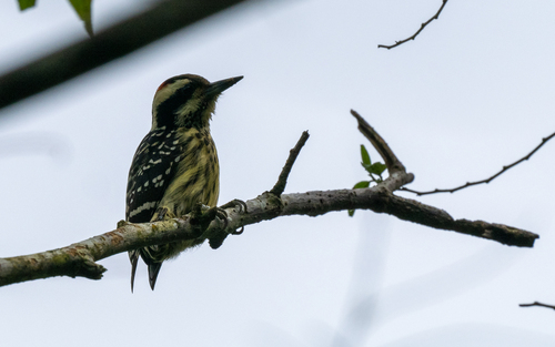 Philippine Pygmy Woodpecker (Yungipicus maculatus), photo 5