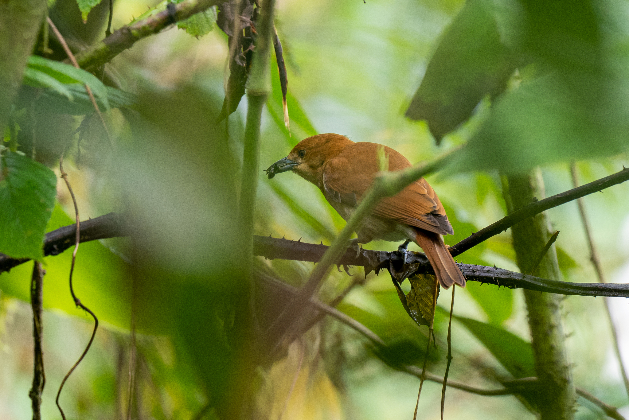 Cinnamon Ibon (Hypocryptadius cinnamomeus), photo 2
