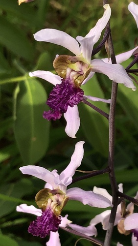 Eulophia cristata