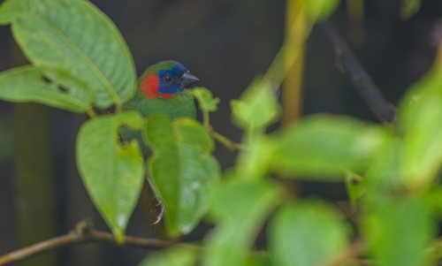 Red-eared Parrotfinch (Erythrura coloria)