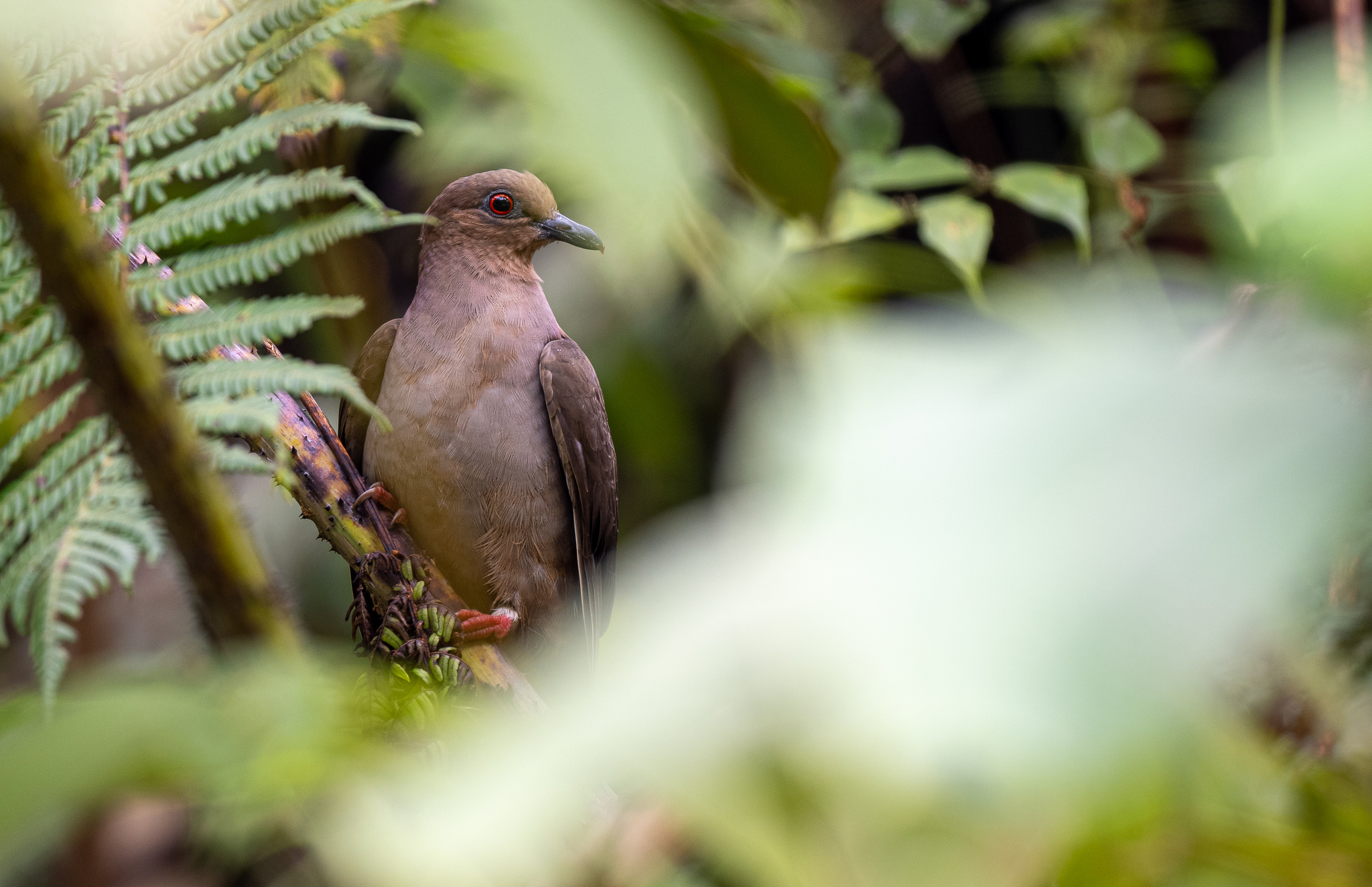 Mindanao Brown Dove (Phapitreron brunneiceps), photo 2