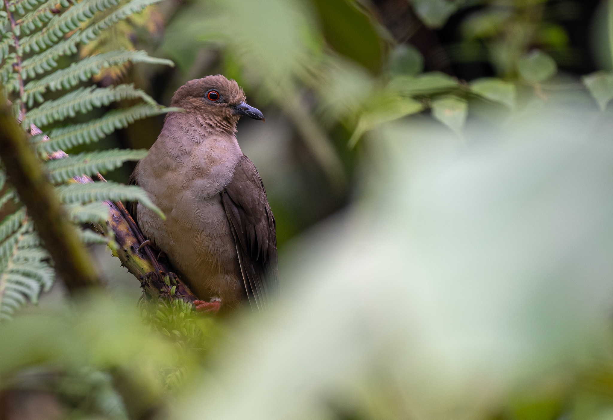 Mindanao Brown Dove (Phapitreron brunneiceps), photo 3