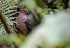 Mindanao Brown-Dove photo 1