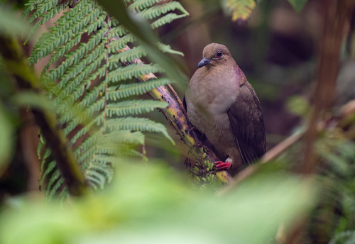Mindanao Brown Dove (Phapitreron brunneiceps), photo 6