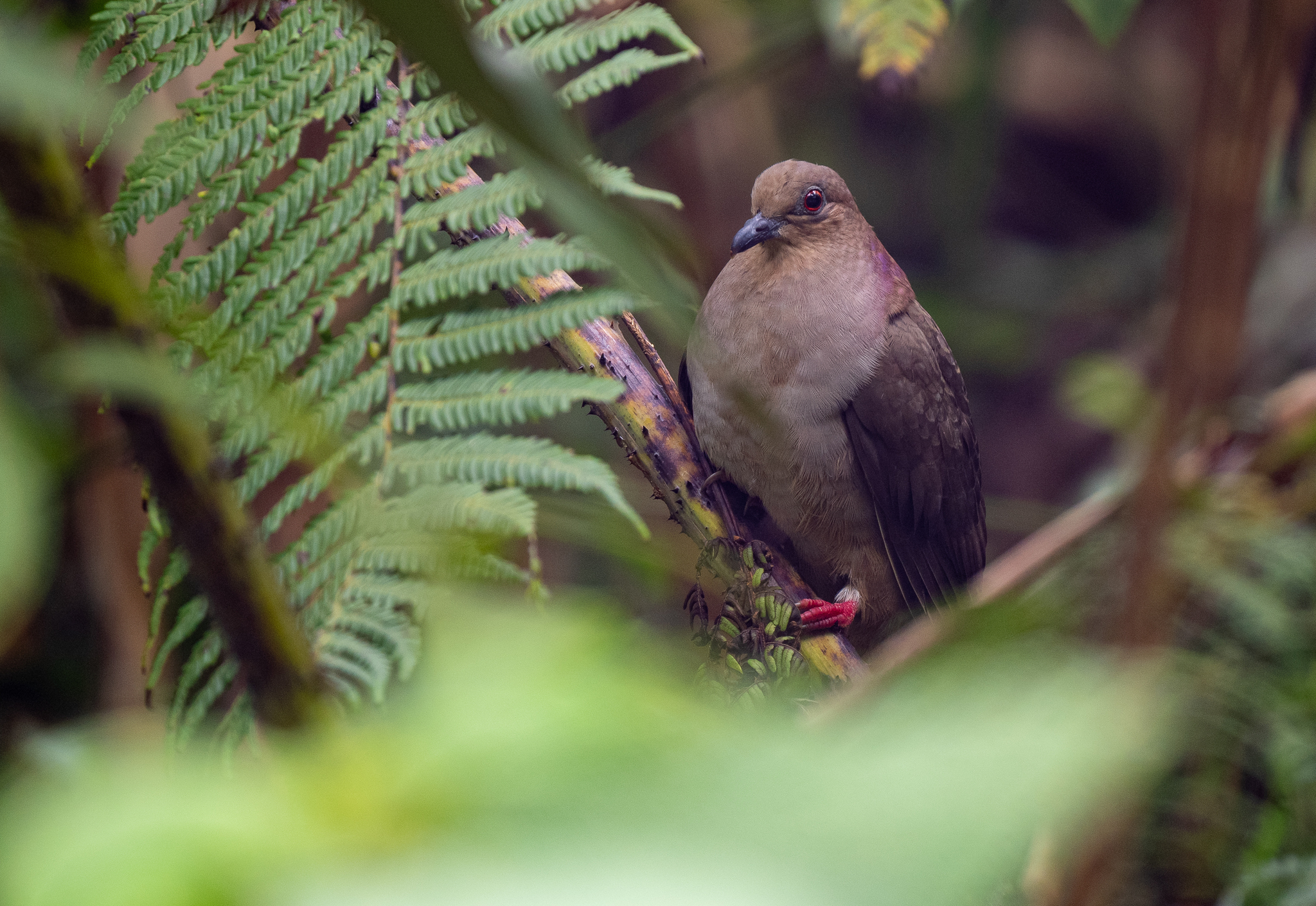 Mindanao Brown Dove (Phapitreron brunneiceps), photo 6