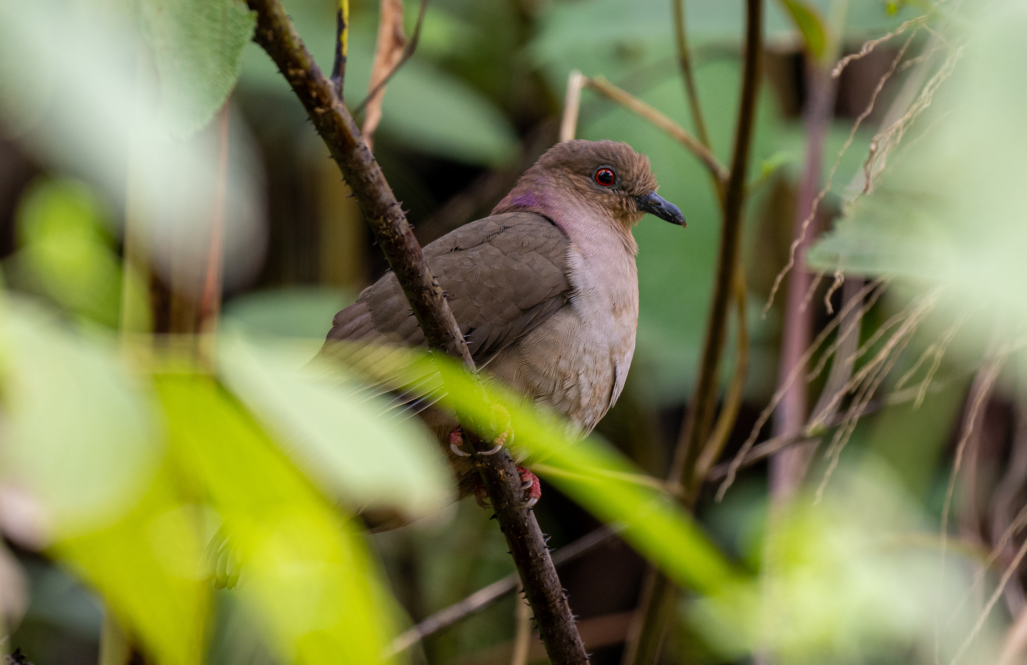 Mindanao Brown Dove (Phapitreron brunneiceps), photo 7
