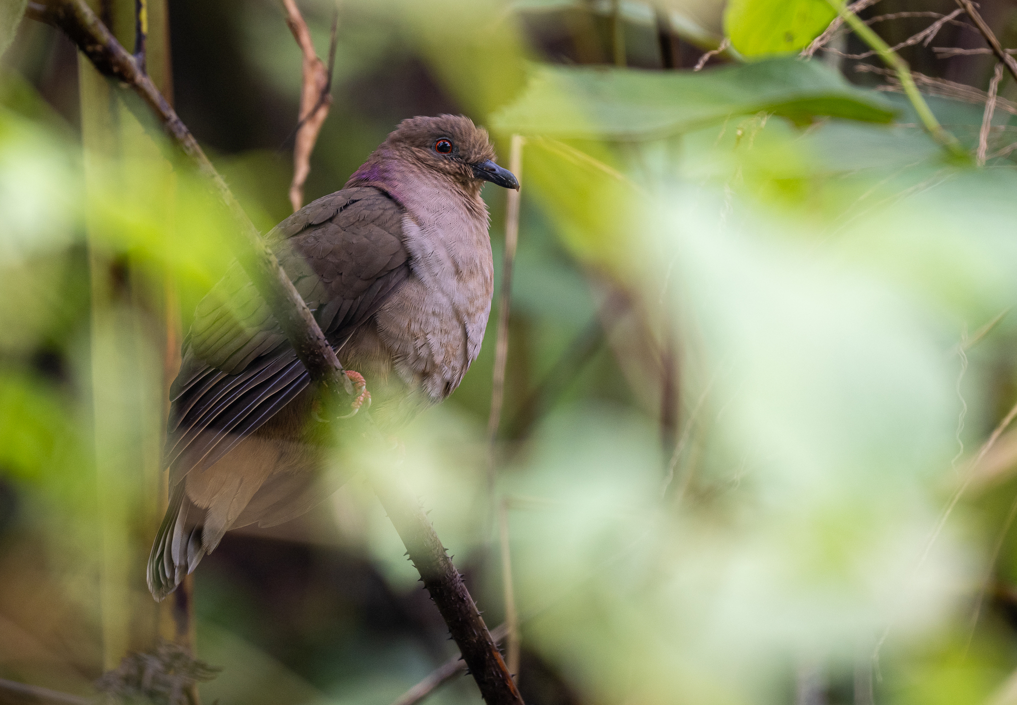 Mindanao Brown Dove (Phapitreron brunneiceps), photo 8
