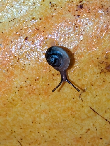 Bradybaena similaris observed 2023-04-21
