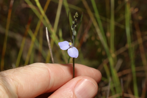 Image of Comesperma defoliatum by (c) Greg Tasney, some rights reserved (CC BY-SA)