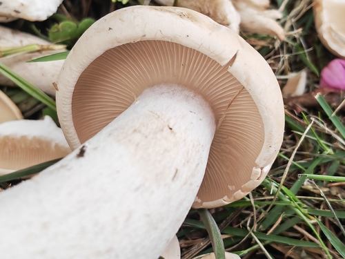 Macrocybe lobayensis