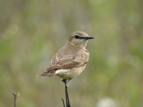 Collalba isabel (Oenanthe isabellina)