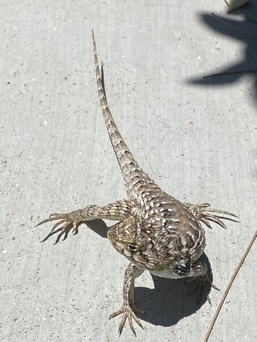 Baja Spiny Lizard, Sceloporus zosteromus