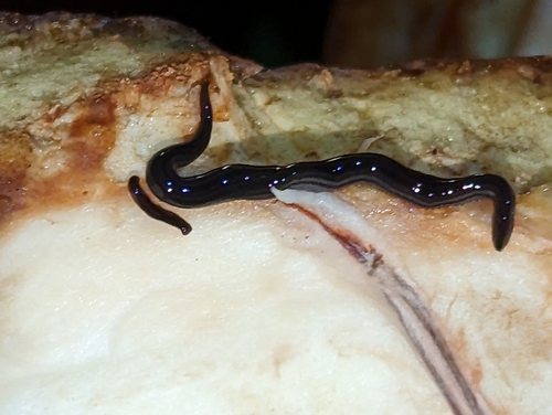 Endeavouria septemlineata observed 2023-04-21