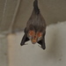 Hairy Slit-faced Bat - Photo (c) cullen_geiselman, some rights reserved (CC BY-NC), uploaded by cullen_geiselman