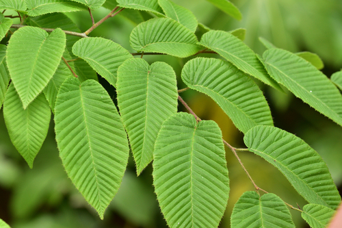 Carpinus cordata iNat (3)