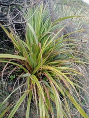 Fragrant Astelia (Astelia fragrans)