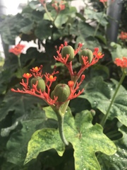 Jatropha podagrica