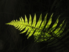 Dryopteris wallichiana