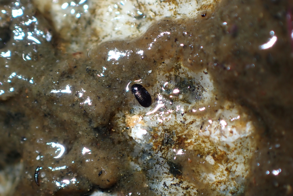 long-toed water beetles in November 2022 by Yui Hong Chiu · iNaturalist