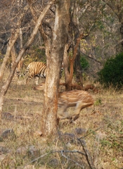 Panthera tigris tigris