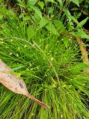 Isolepis cernua image