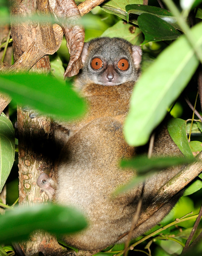 Nosy Be Sportive Lemur