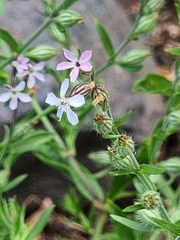 Silene gallica image