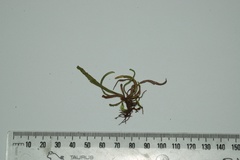 Notogrammitis angustifolia