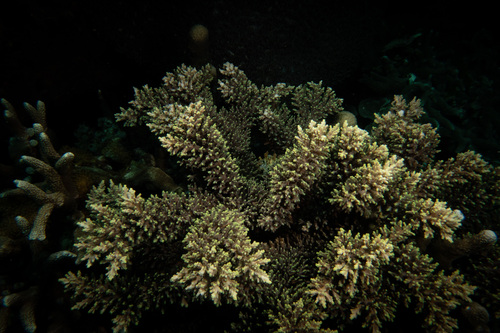 Acropora longicyathus observed 2023-04-19