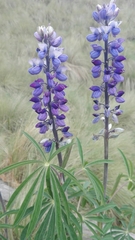 Lupinus montanus