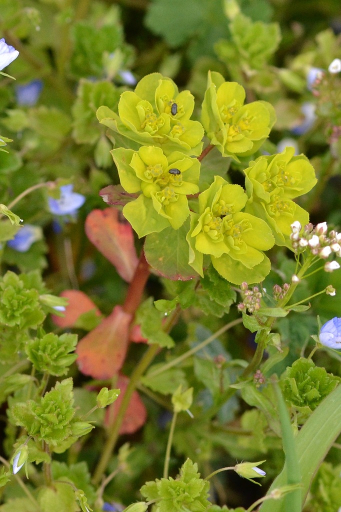 Sun spurge from Debř, Mladá Boleslav, Česko on April 18, 2023 at 0446