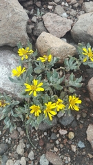 Senecio procumbens