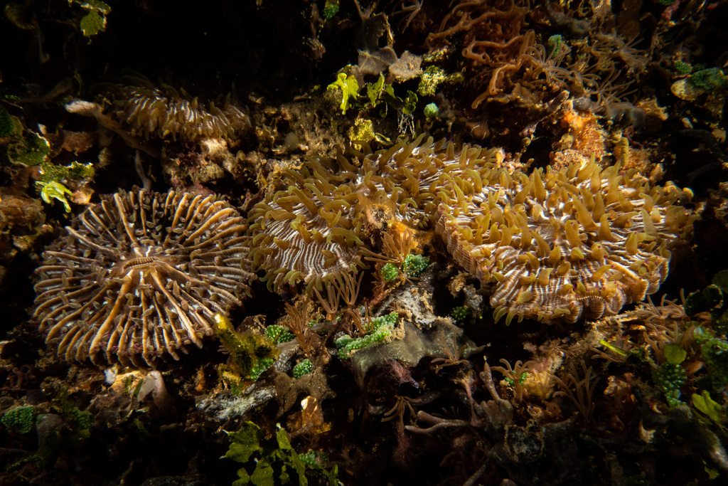 Heliofungia fralinae