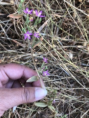Zeltnera muehlenbergii