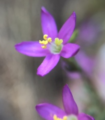 Zeltnera muehlenbergii