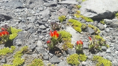 Castilleja tolucensis