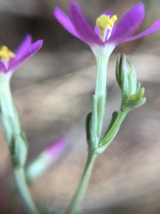 Zeltnera muehlenbergii