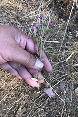 Zeltnera muehlenbergii