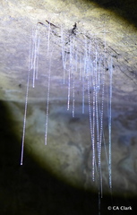 Arachnocampa luminosa