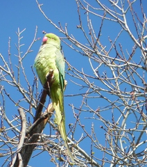 Psittacula krameri