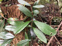 Hydrangea viburnoides
