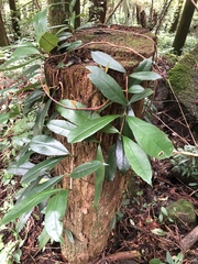 Hydrangea viburnoides