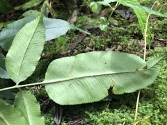 Coniogramme intermedia