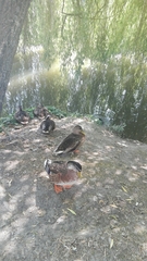 Anas platyrhynchos