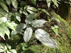 Coniogramme intermedia