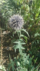 Echinops bannaticus