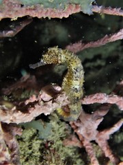 Hippocampus comes